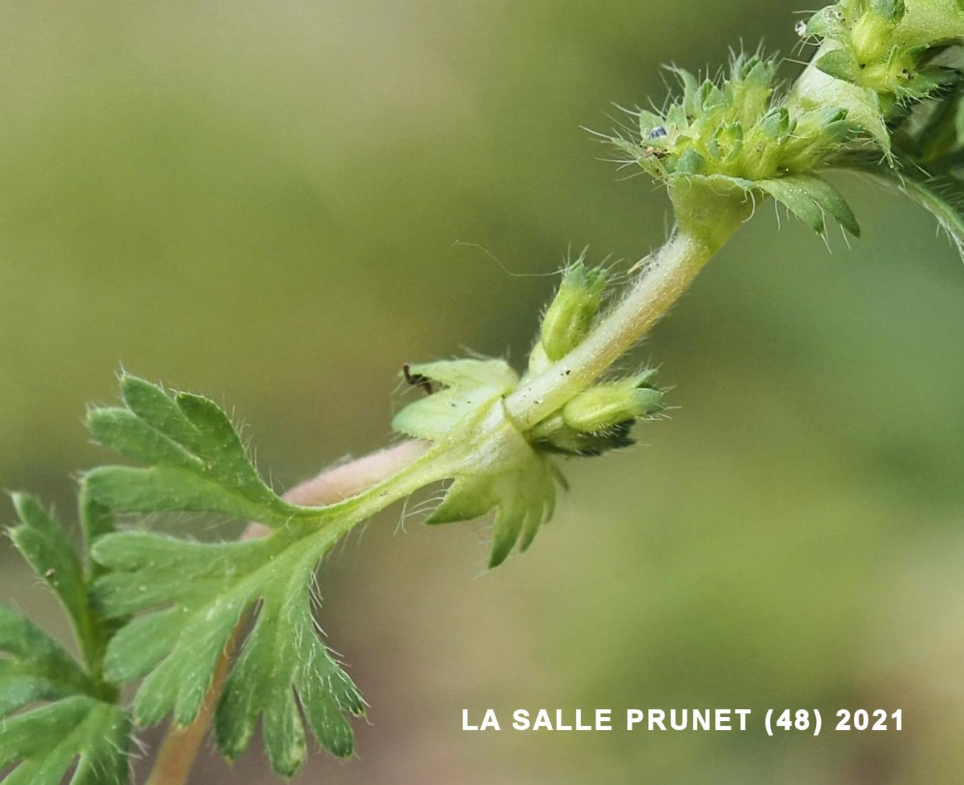 Parsley Piert flower